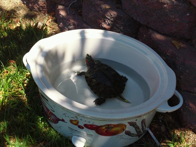 Illustration for article titled Turtle Toiletry